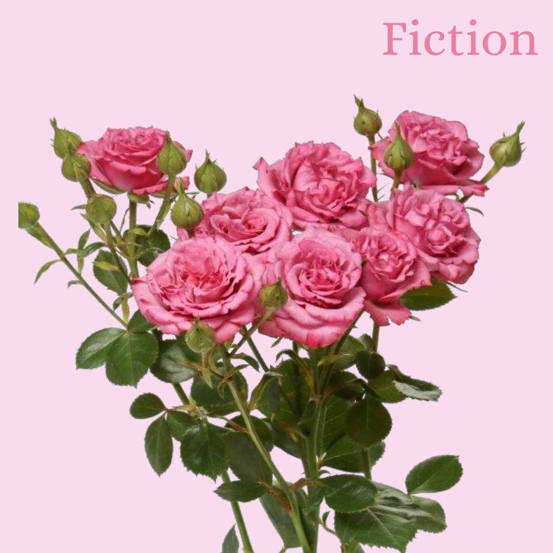 ROSE BR. FICTION 70